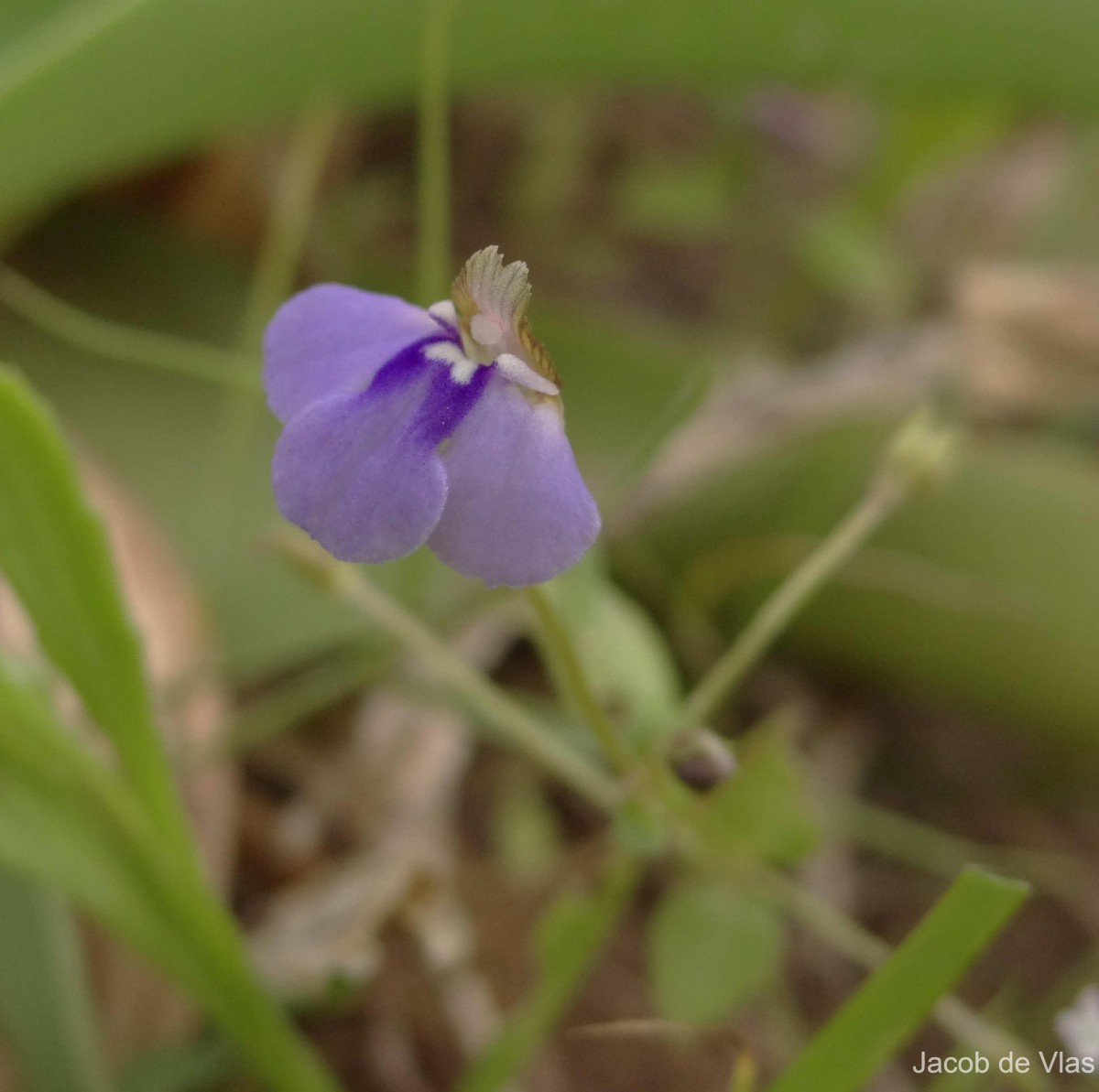 Lindernia srilankana L.H.Cramer & Philcox